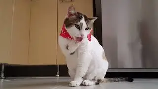 Funny cat videos 2020 #shorts