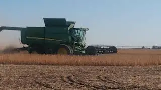 Non GMO identity preserved soybean harvest high protein