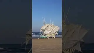 В ГОЛЛАНДИИ ЗАВЕЛИСЬ ПЕСЧАНЫЕ ЗВЕРИ