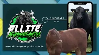 SÃO FRANCISCO LEILÕES - SÃO BENEDITO DAS AREIAS SP  - 12/01/2026