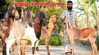 কম বয়সী খামার উপযোগী ছাগল।