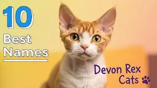 10 лучших имен для кошек породы девон-рекс😻✨