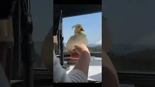 Gansos fofos #patos  #fofos