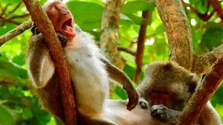 Weaning gra=bbing milk for baby Jinx! before to drink a milk she needs her mom take off her hair, a