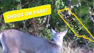 Tennessee Deer Hunting - Public Land Catoosa WMA Opening day Bow hunt