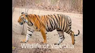 Umred karhandla wildlife sanctuary 