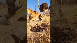The Tiger Made One Fatal Mist #animals #animallife #wildlife