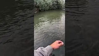 Big Brown Trout Crushes a Streamer