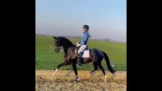 SOLD: Dressage gelding by Fernando Torres - 1,67m - 2012 - Stable video