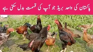 Pure desi chicken farming in Pakistan ||Desi hen farming || Khair village life