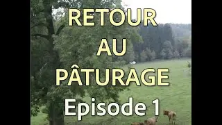 Retour au pâturage #1