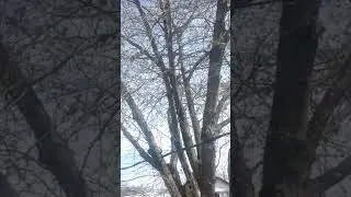 Beautiful Cardinal Chirping with Dachshunds