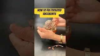 How to fix an etiolated succulent #foryou #plantcare #remix #growingsucculents