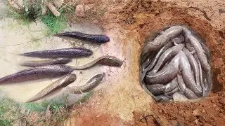 Amazing Boy Fishing - Cambodia Traditional Fishing - How To Catch Fish By Hand Part 2