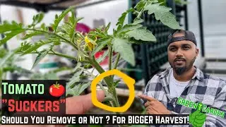Tomato Suckers 