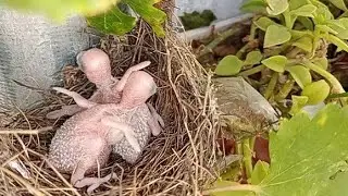 Baby birds without feathers || bird plus animals