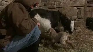More and More BABY GOATS (goat BIRTH)