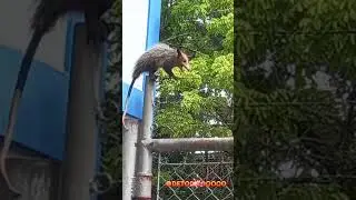 Rabi Pelado..(Faro)#amolanaturaleza #noalmaltratoanimal  #noalabandonoanimal