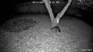 hungriger Waschbär ... hungry raccoon