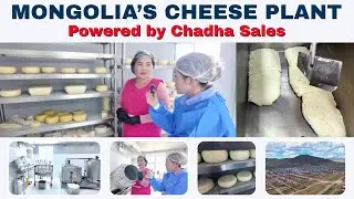 От гор Монголии до премиального сыра 🧀✨ | Сыроваренный завод &laquo;Як&raquo; от Chadha Sales