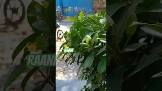rani splendor  #automobile #indianactor #superstar #rider #pro3000rider #village #vs #street