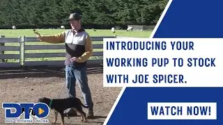 Introducing Your Working Pup To Stock With Joe Spicer.