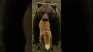 Fox caught by a bear! Can it really escape the jaws of death?#bear #fox #wildlife #naturemoment