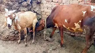 calf drinking milk | goat feeding milk to other animals🐂