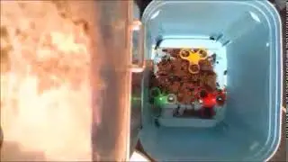 Dermestids Canada ||Beetle Colony ||Timelapses 2019||