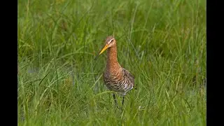 LIFE-Projekt Wiesenvögel NRW – Vorstellung der Projektpartner