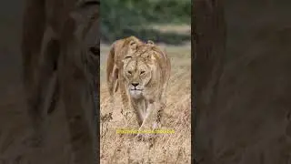 Top Predators of Nature #predators  #apexpredators  #foodweb