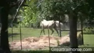 Palomino MFTHBA foxtrotter mare for sale in TX