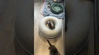 Kattungarna busar, sex veckor nu och b&ouml;rjar f&aring; b&auml;ttre kontroll p&aring; tassar och balans 😻
