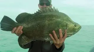 Personal best Triple tail caught nearshore off floating debri