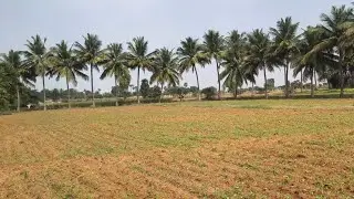 ஈரோடு (மா) கோபி (வ)நம்பியூர் அருகில் 2.56 ஏக்கர் தோட்டம் விற்பனை 9585376767#realeastate 