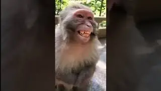 monkey smile||bandar wala||tried monkey smile ||pari maurya 2.0||
