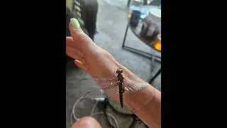 Saved this one from the pool #dragonfly #animals