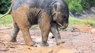 This Baby Elephant Apply Its Own Natural Sunscreen