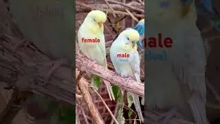 See the visual difference between males and females of budgerigars | Breeding Budgies #birds #bird