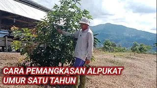 First Pruning of Avocado at One Year of Age.