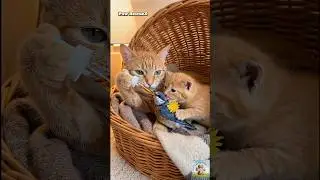 Mama Cat and Kitten Save a Little Bird #cutecats #catstory #animalrescue #bluebird #wholesome