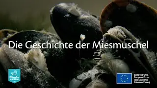 Die Geschichte der Miesmuschel - DE