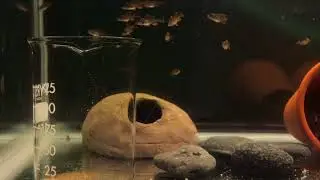 Feeding Malawi fry live Artemia using a glass beaker