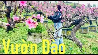 MỘC CHÂU Khám Phá Vườn CAM , Vườn HỒNG, Vườn ĐÀO Có Gì Đẹp ? #travel