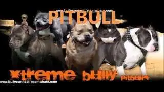 PITBULL [GUCHE LONDAN ] [GOODUP GOODUP RIDDIM] REAL MUSIC PRODUCTION JULY 2015