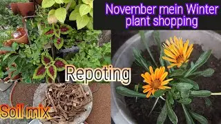 November mein Winter flower plant shopping and repoting. Soil mix banana.