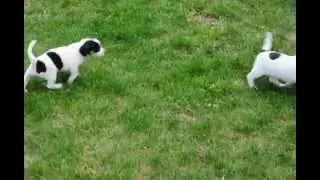 Jack Chi Puppies for sale