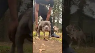 Stack off 8 month old micro bully🔥‼️#bullybreed #bullypuppy #microbullies