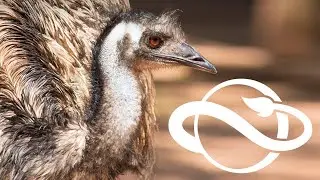 When To Expect The Next DLC?! | And A Discussion About Steam Scams | Planet Zoo