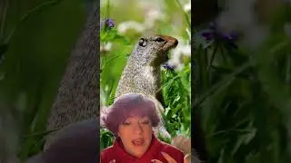 Colombian ground squirrel